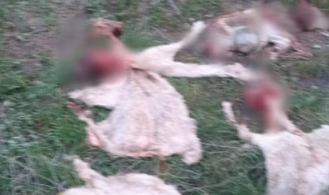 Nuevamente robaron y carnearon chivitos en Trelew