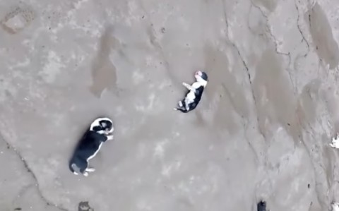 Comodoro: ciudad con superpoblación animal