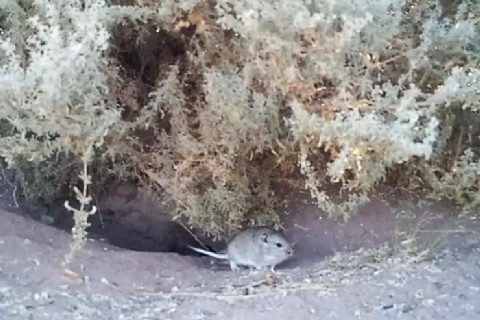 Reapareció en la provincia un roedor que se creía extinto y sorprendió a la ciencia