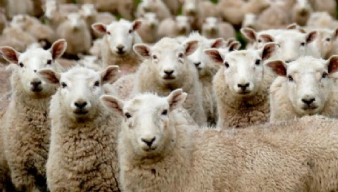 SENASA declara alerta sanitaria por sarna ovina en siete departamentos de Chubut ante casos resistentes a tratamientos