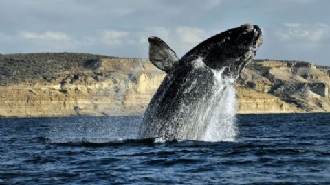 VIDEO | La provincia se prepara para una nueva Temporada de Ballenas