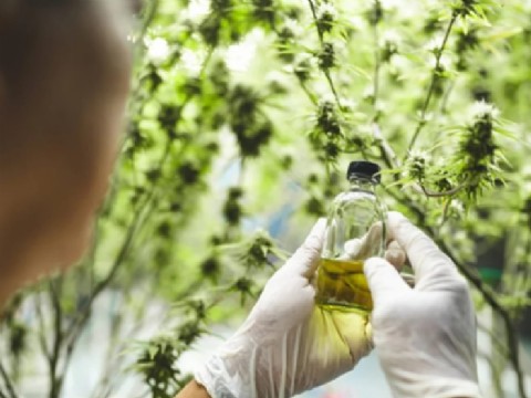 La Provincia legalizó el cannabis medicinal  para fines terapéuticos y de salud