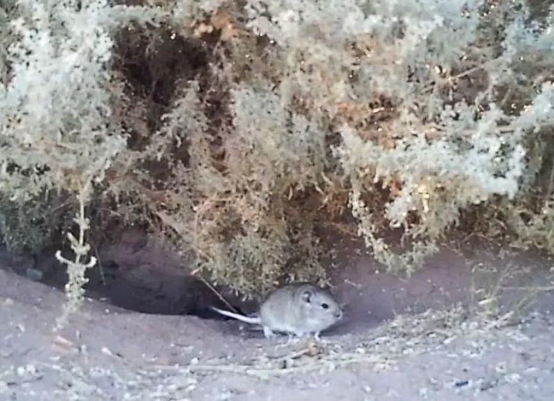 Reapareció en la provincia un roedor que se creía extinto y sorprendió a la ciencia