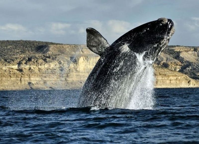 VIDEO | La provincia se prepara para una nueva Temporada de Ballenas