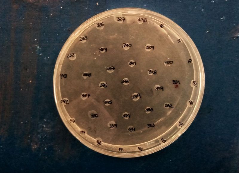 Con financiamiento del Gobierno provincial, investigan resistencia bacteriana en la Patagonia